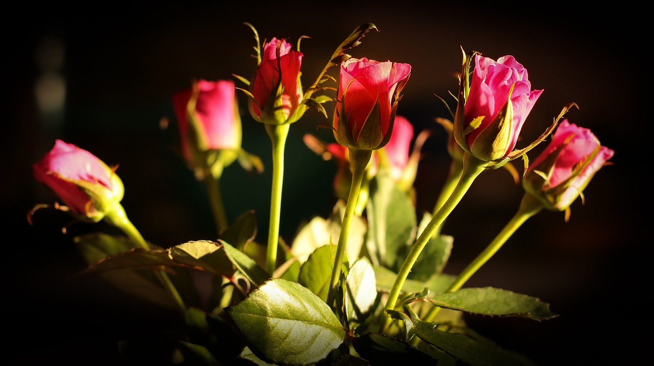 rose red roses red free photo