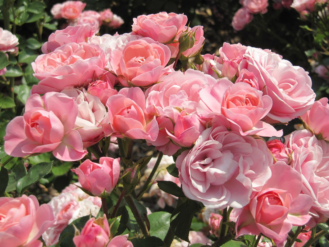 rose garden blossom free photo
