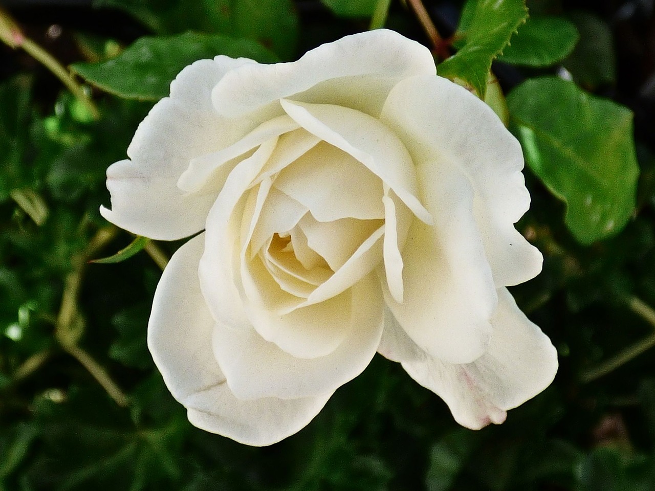 rose white petals free photo