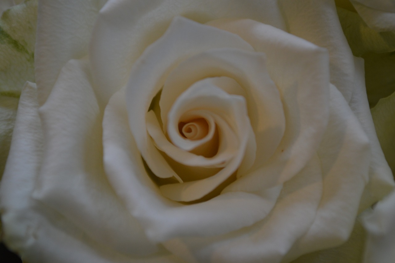 rose heart white free photo