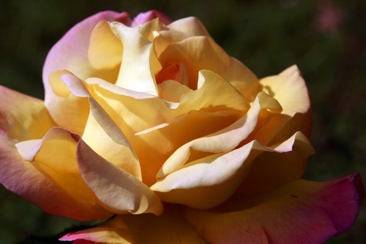 rose flower yellow free photo