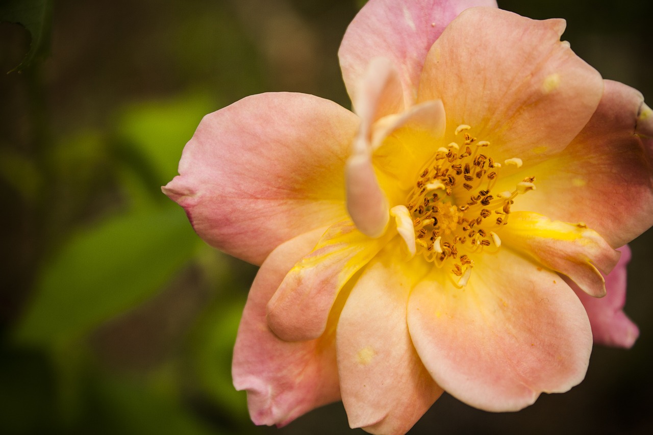 rose pink yellow free photo