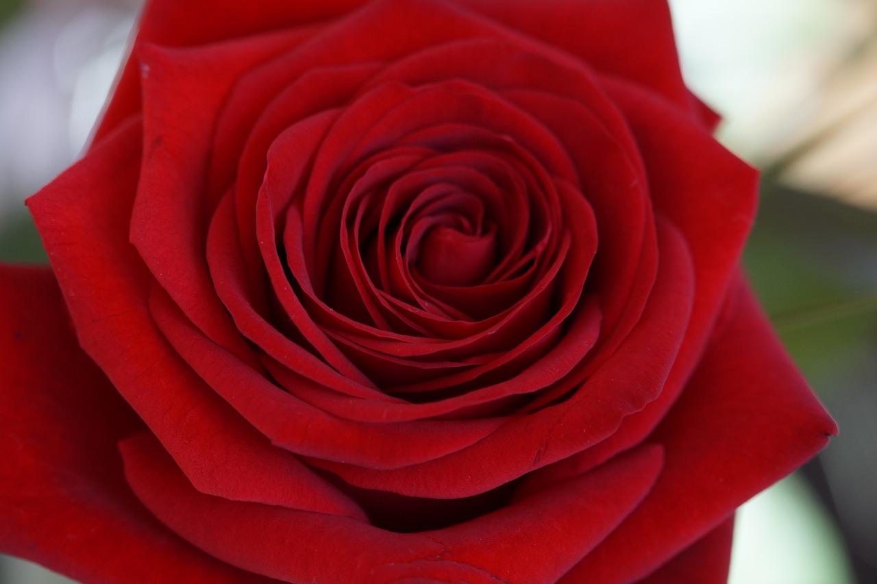 rose red red rose free photo