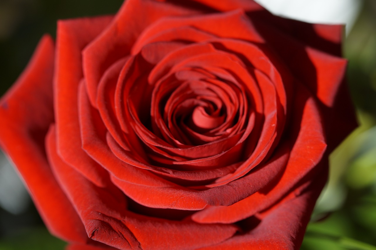 rose red red rose free photo