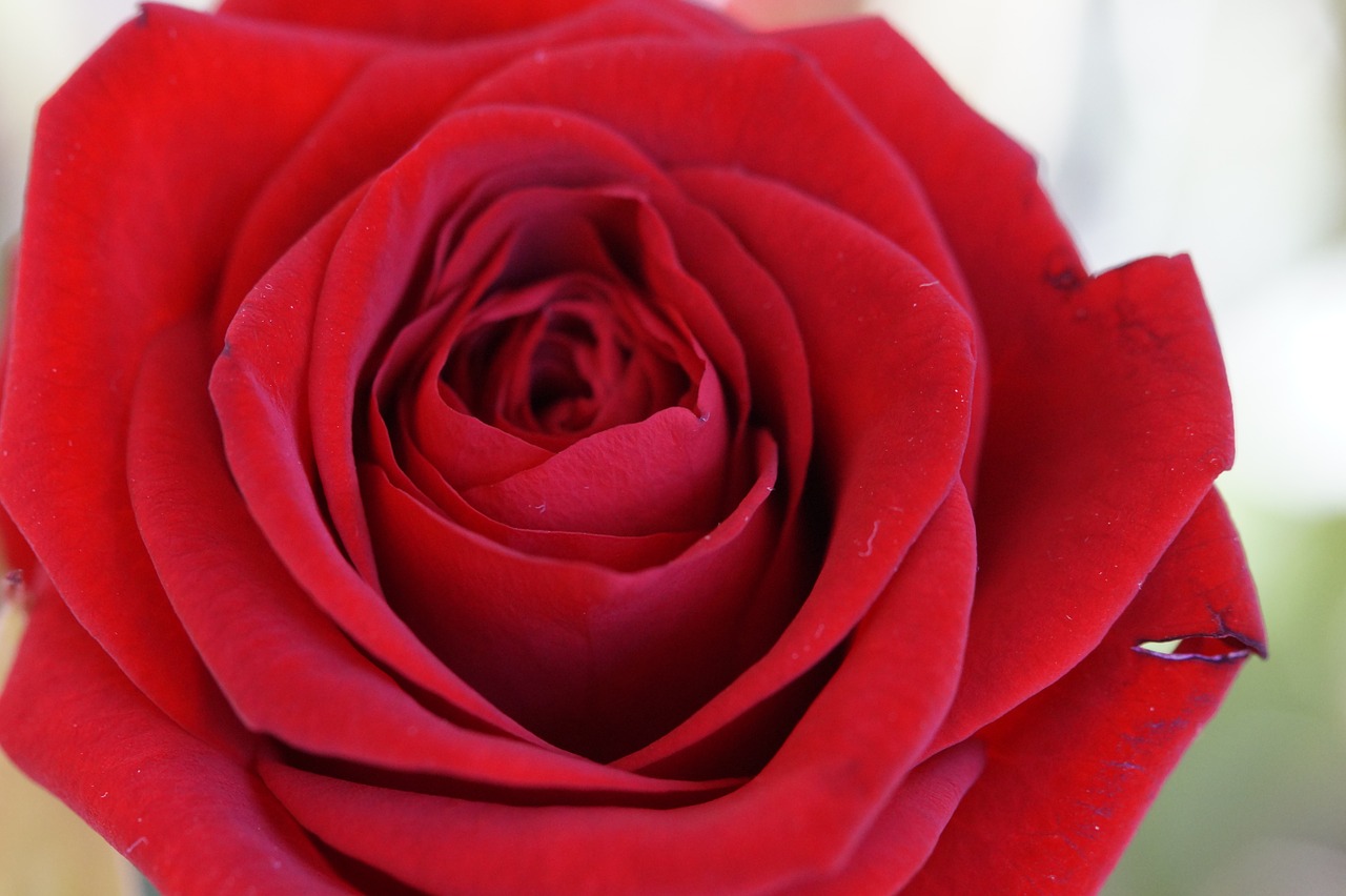 rose red red rose free photo