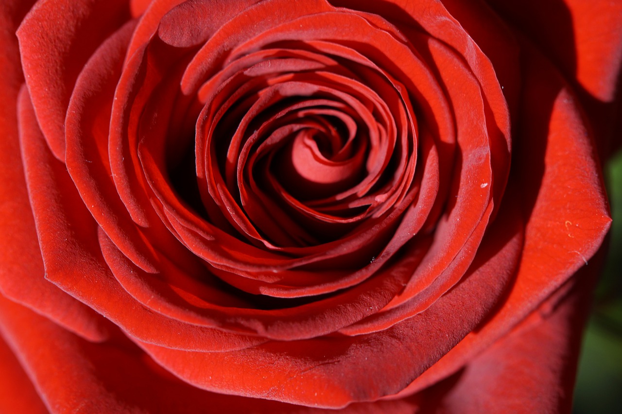 rose red red rose free photo