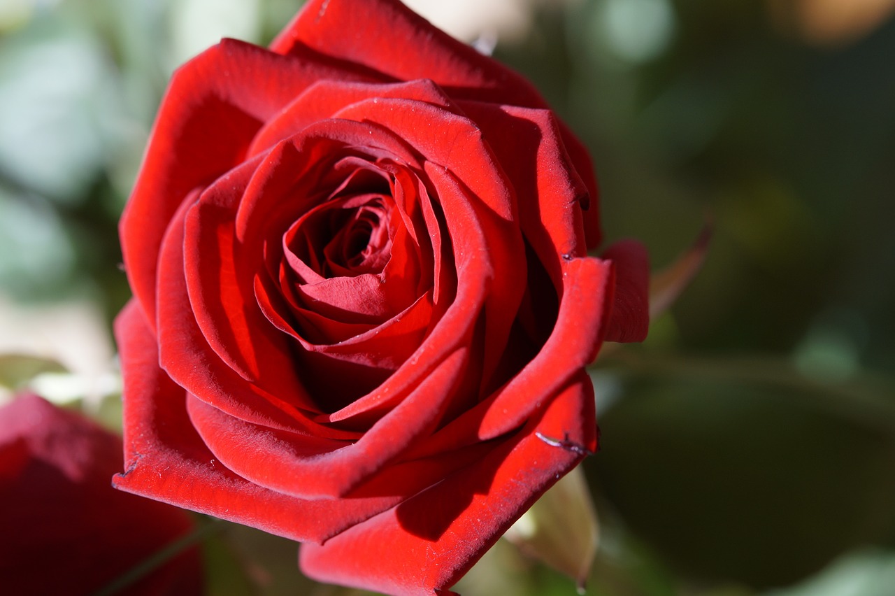 rose red red rose free photo