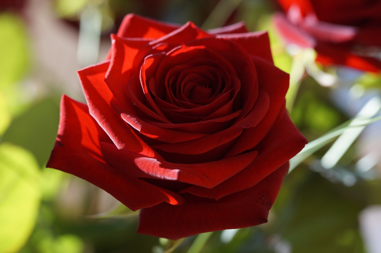 rose red red rose free photo