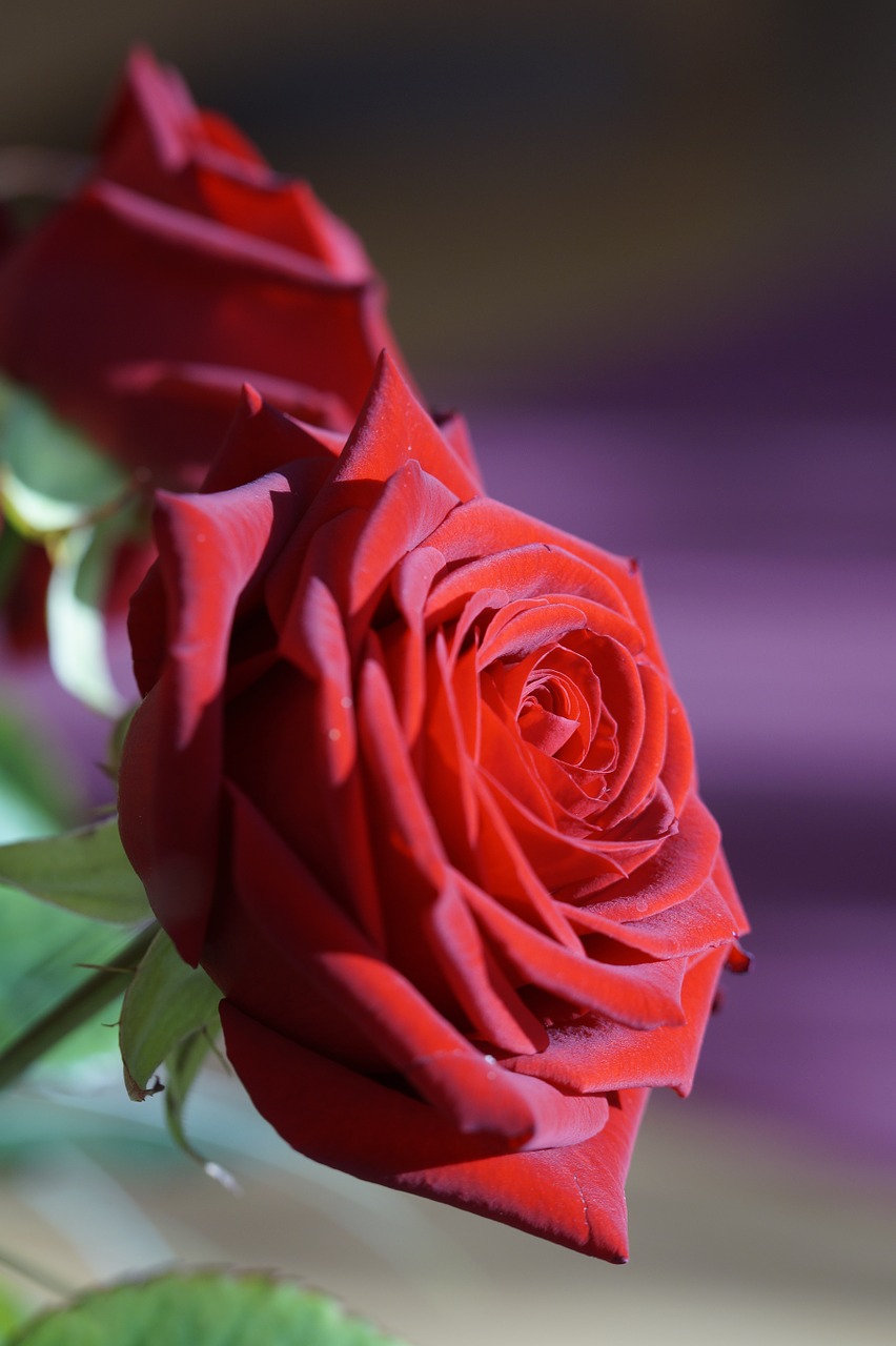 rose red red rose free photo