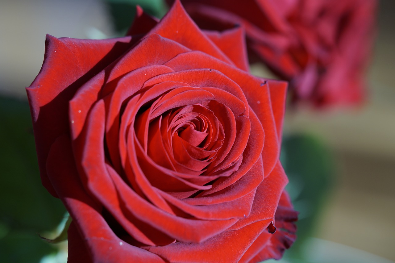 rose red red rose free photo