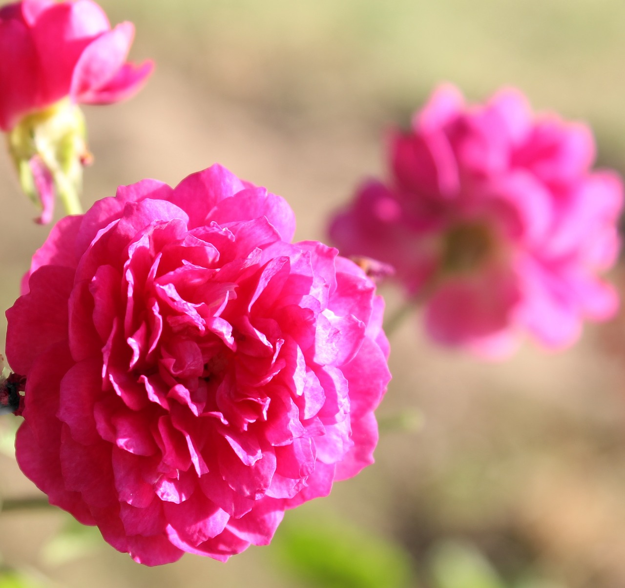 rose pink nature free photo