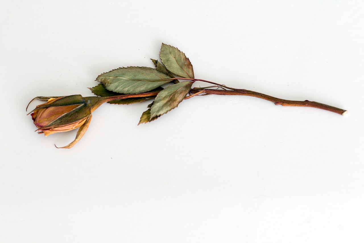 rose trockenblume dried free photo