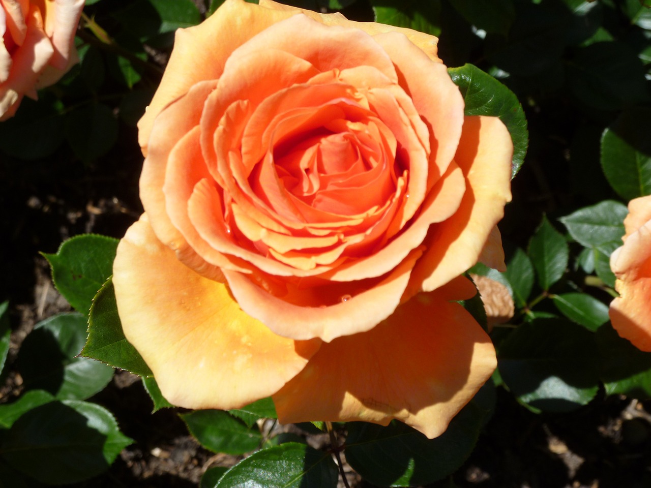 rose orange rose bloom free photo