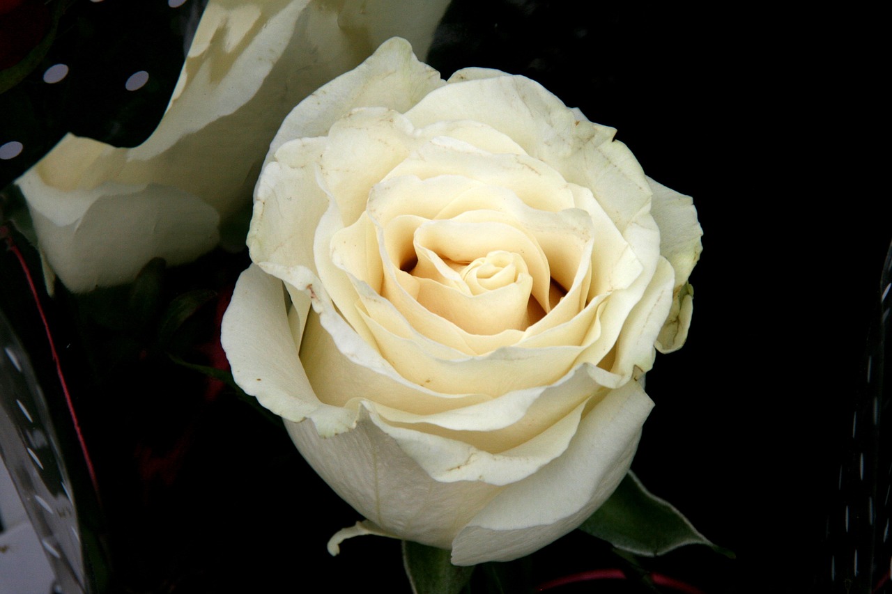 rose white petals free photo