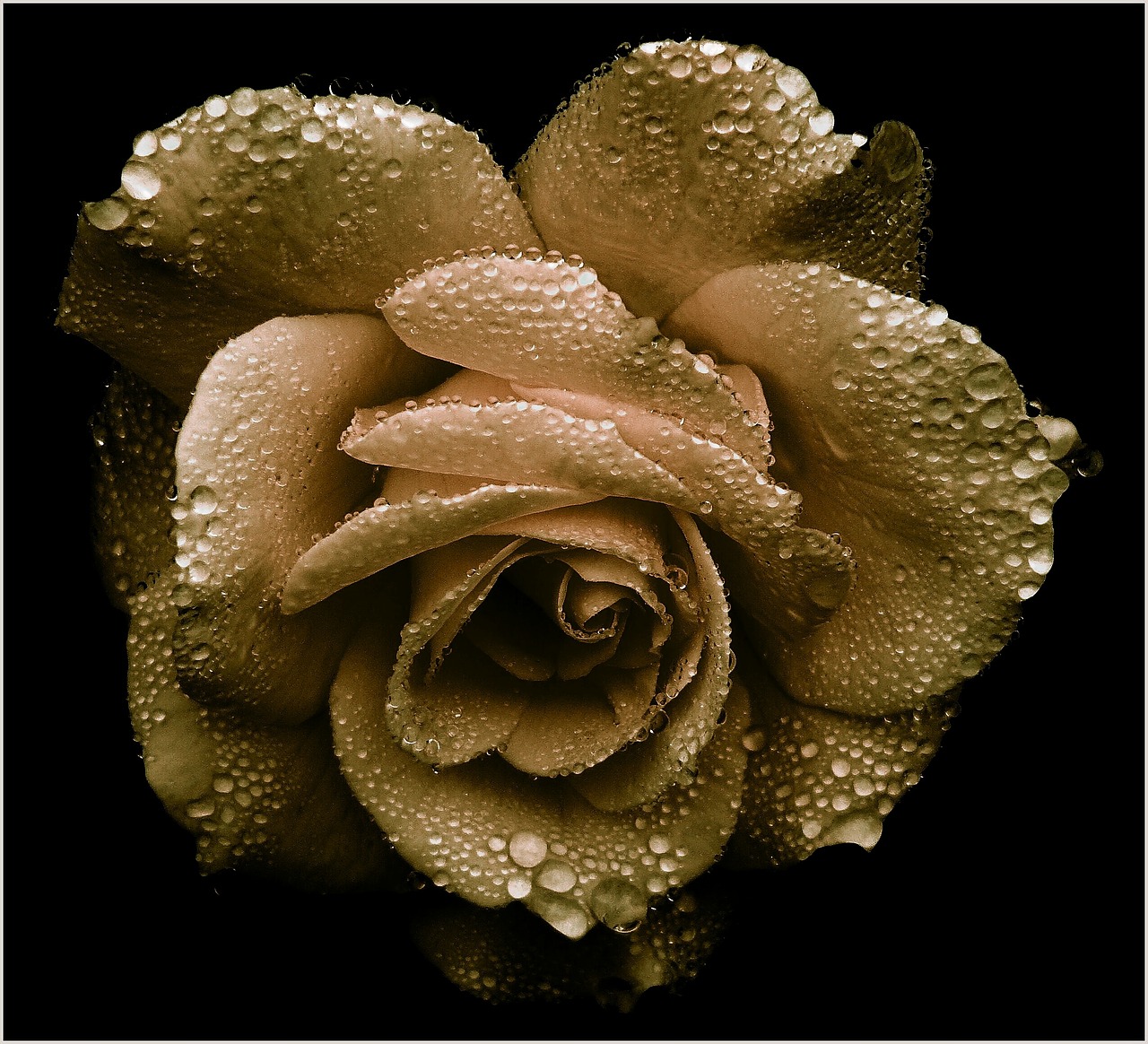 rose gold romantic free photo