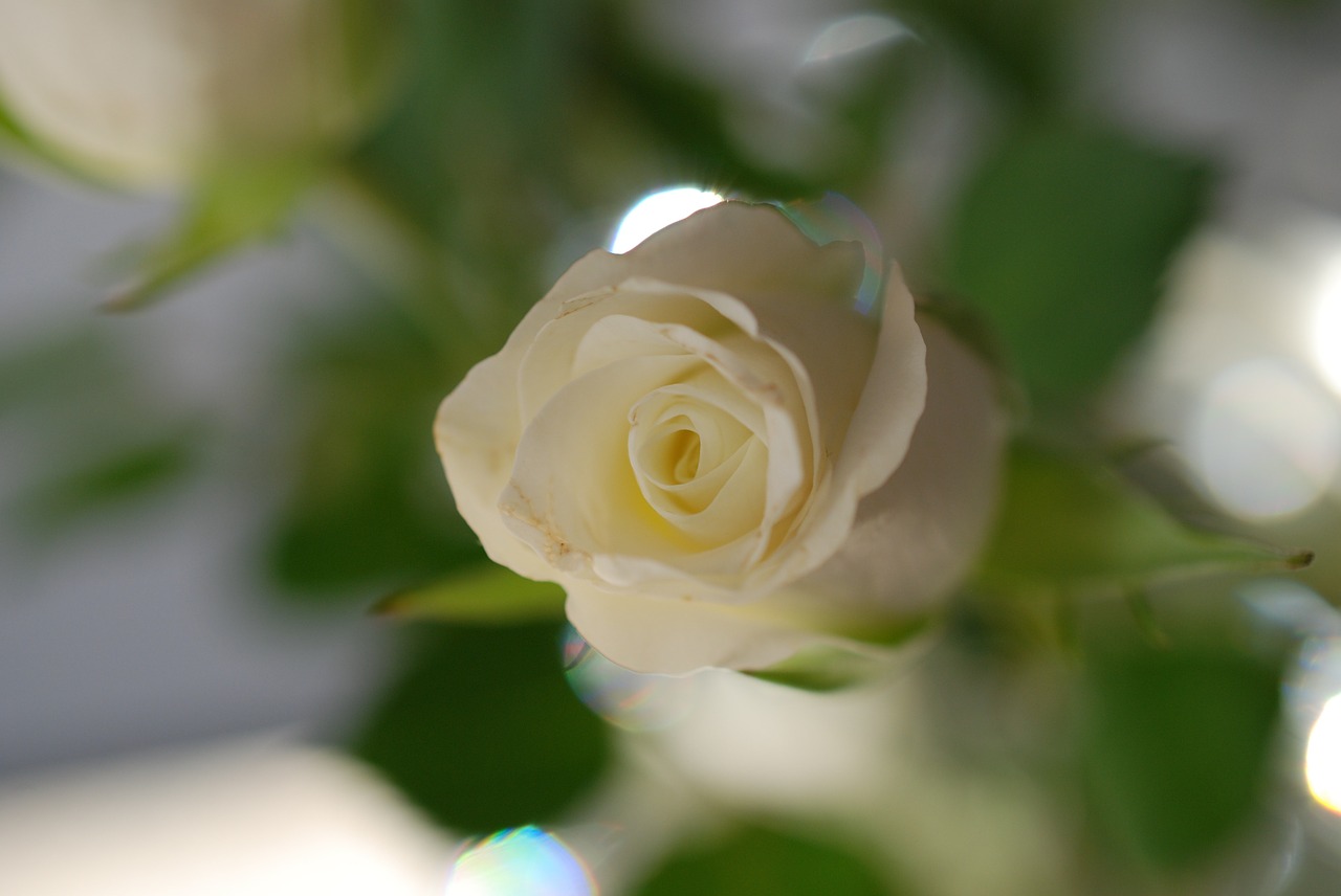 rose flower white rose free photo