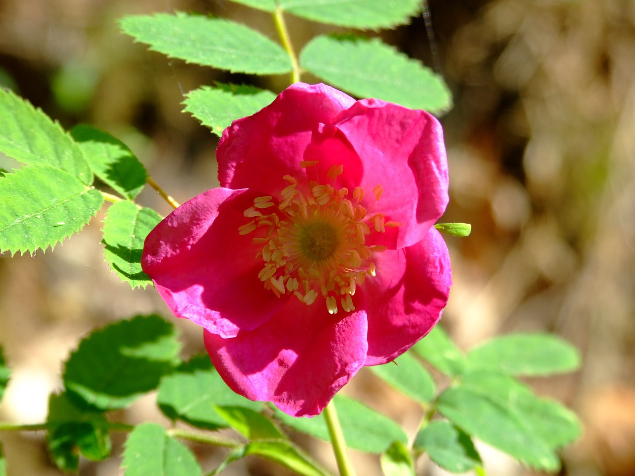 rose pink flower free photo