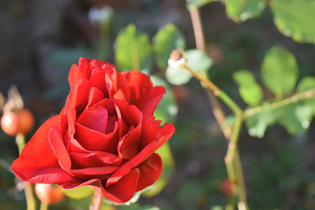 rose red flower free photo