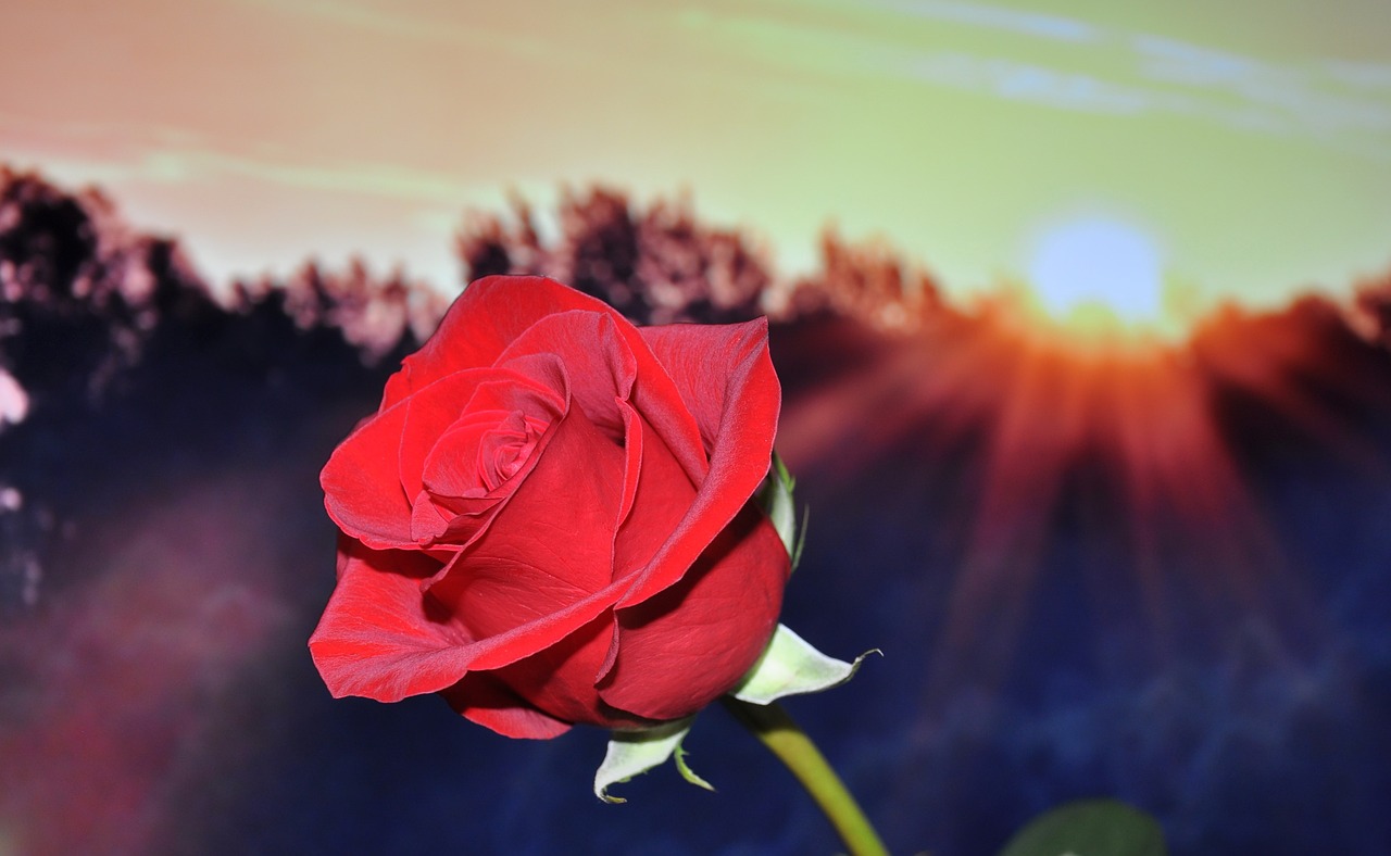 rose red flower free photo