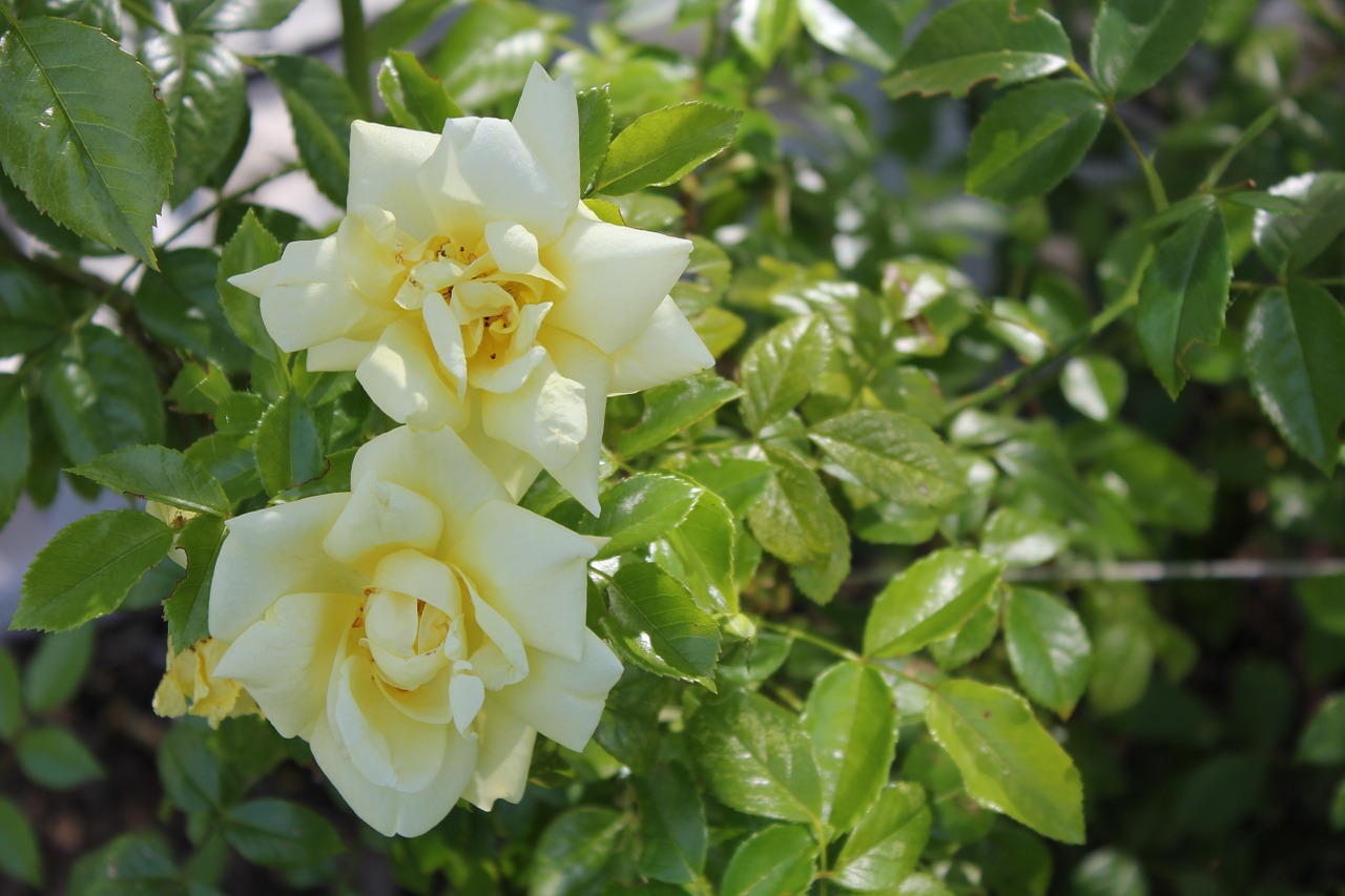 rose flower yellow free photo