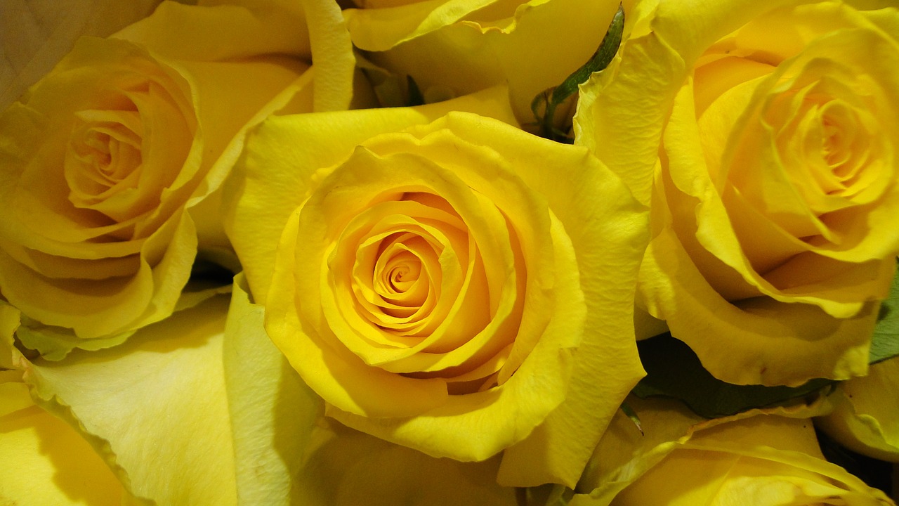 rose yellow sea of flowers free photo