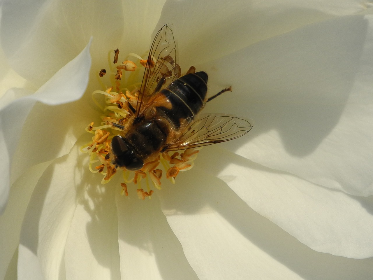 rose white bee free photo