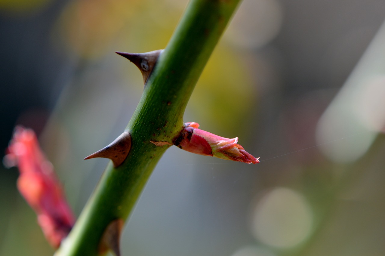 rose thorns flower free photo