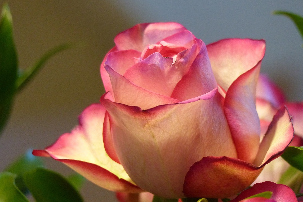 rose ecuador rose pink free photo