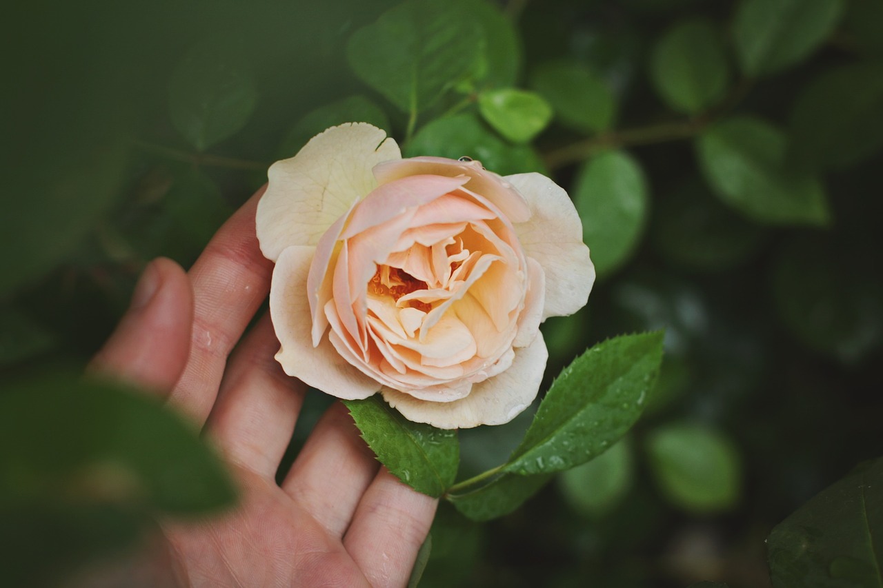 rose flower hand free photo