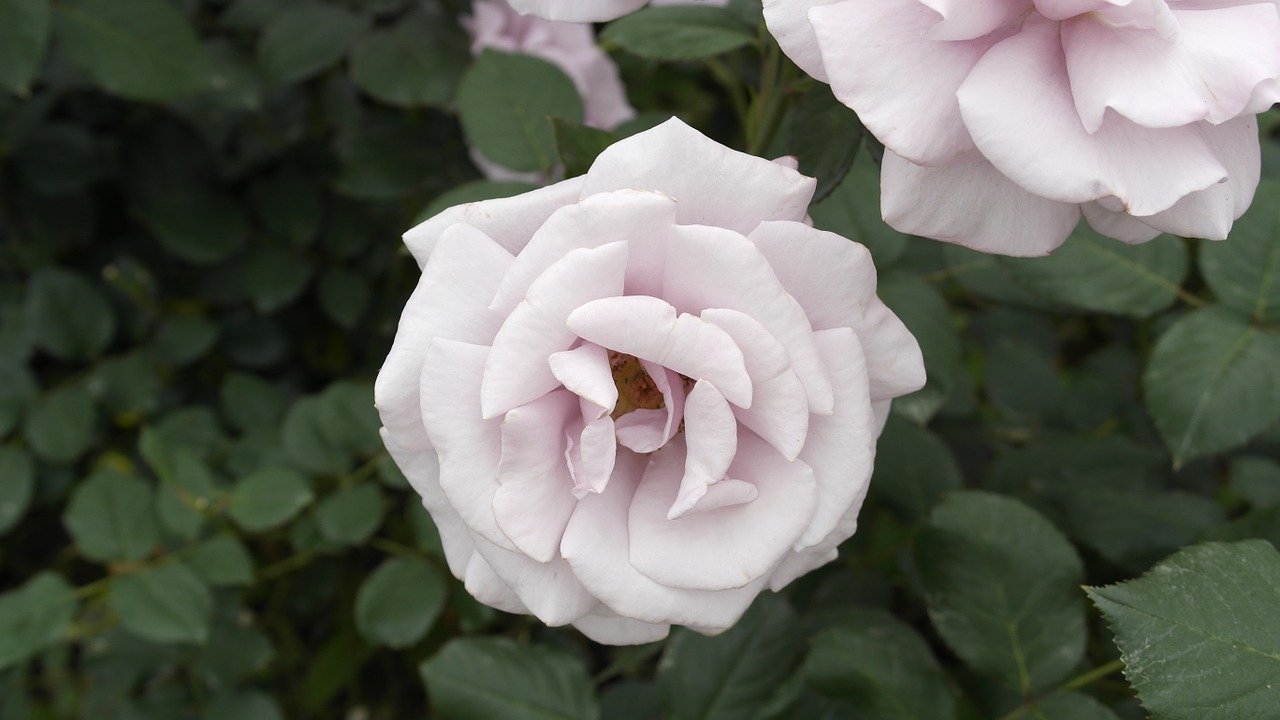 rose white flowers free photo