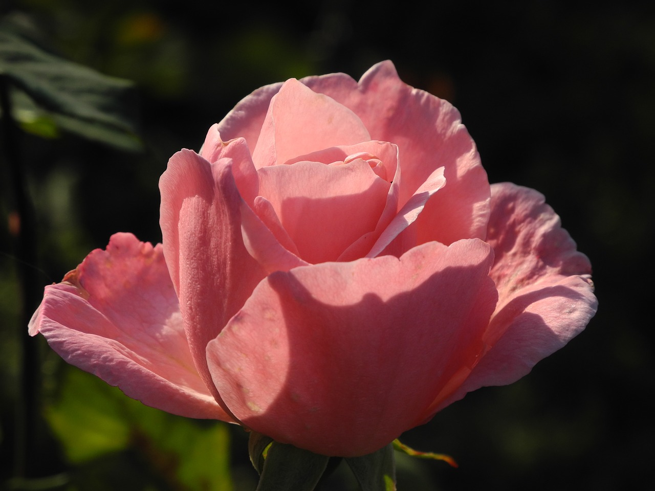 rose pink blossom free photo