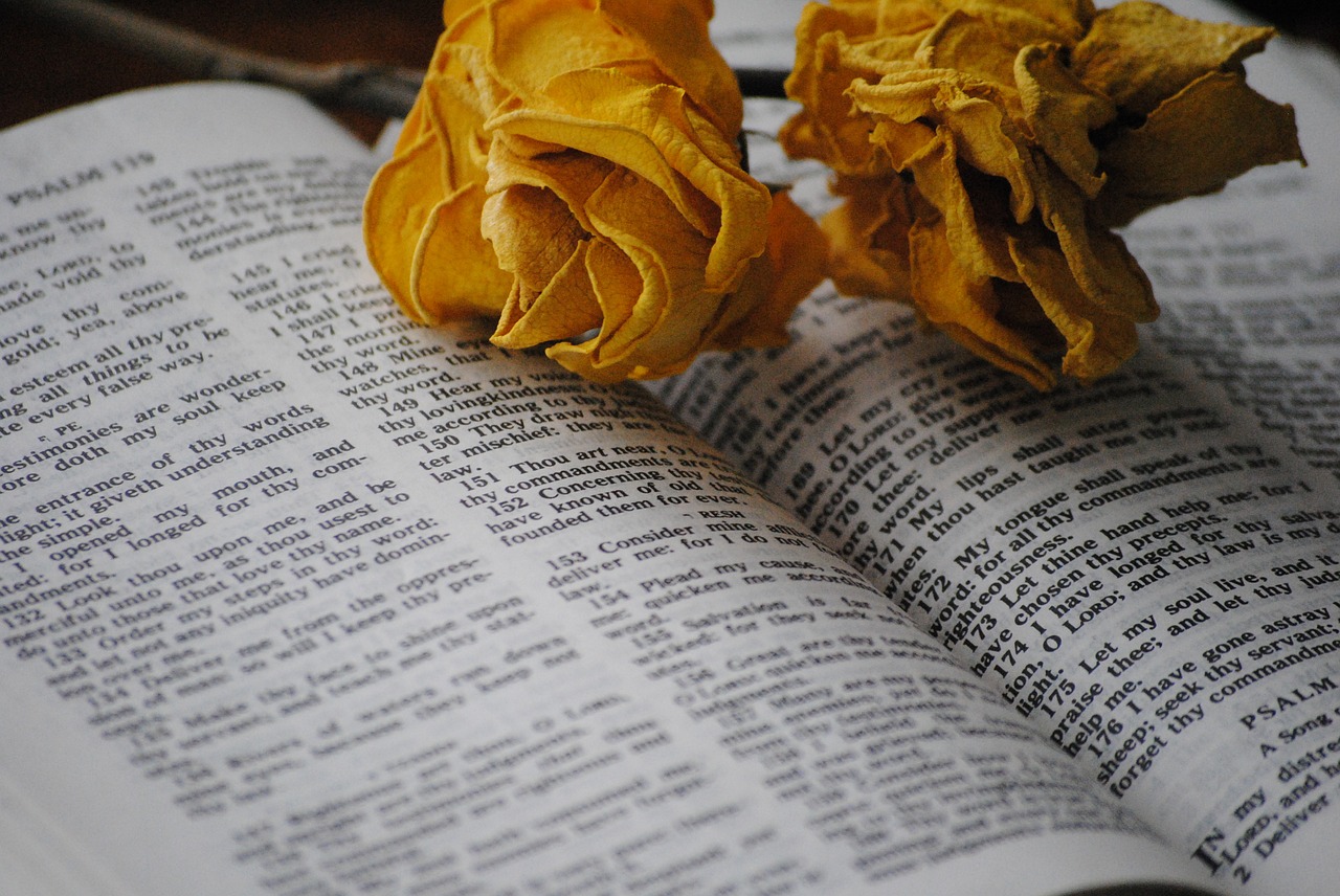 rose bible book free photo