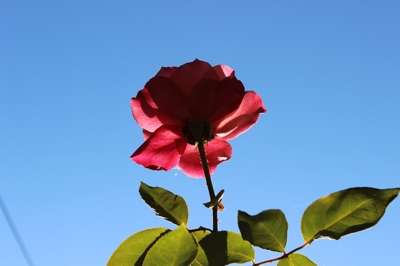 rose sky flower free photo