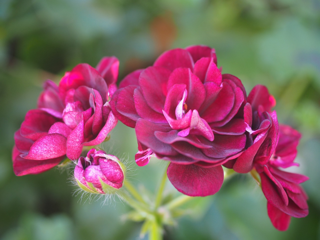 rose red purple free photo