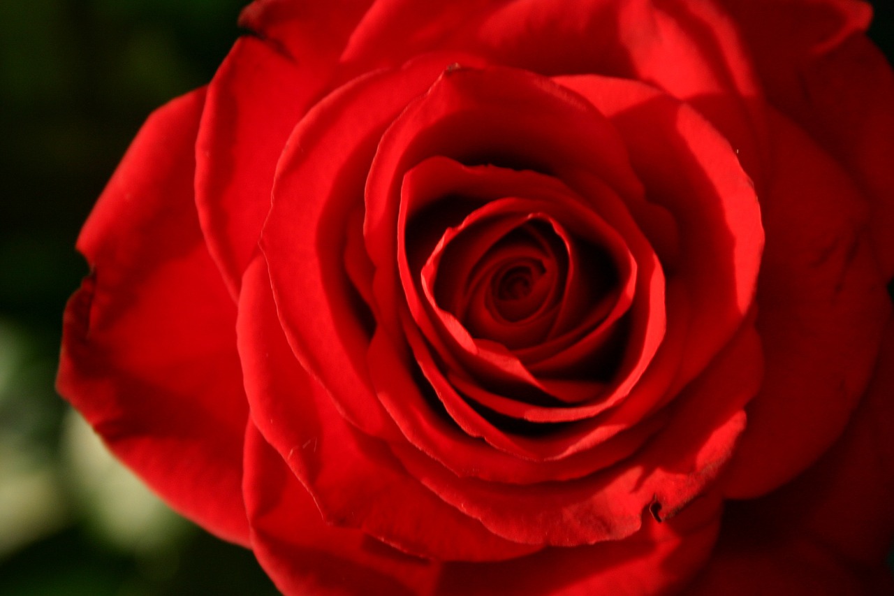 rose red red rose free photo