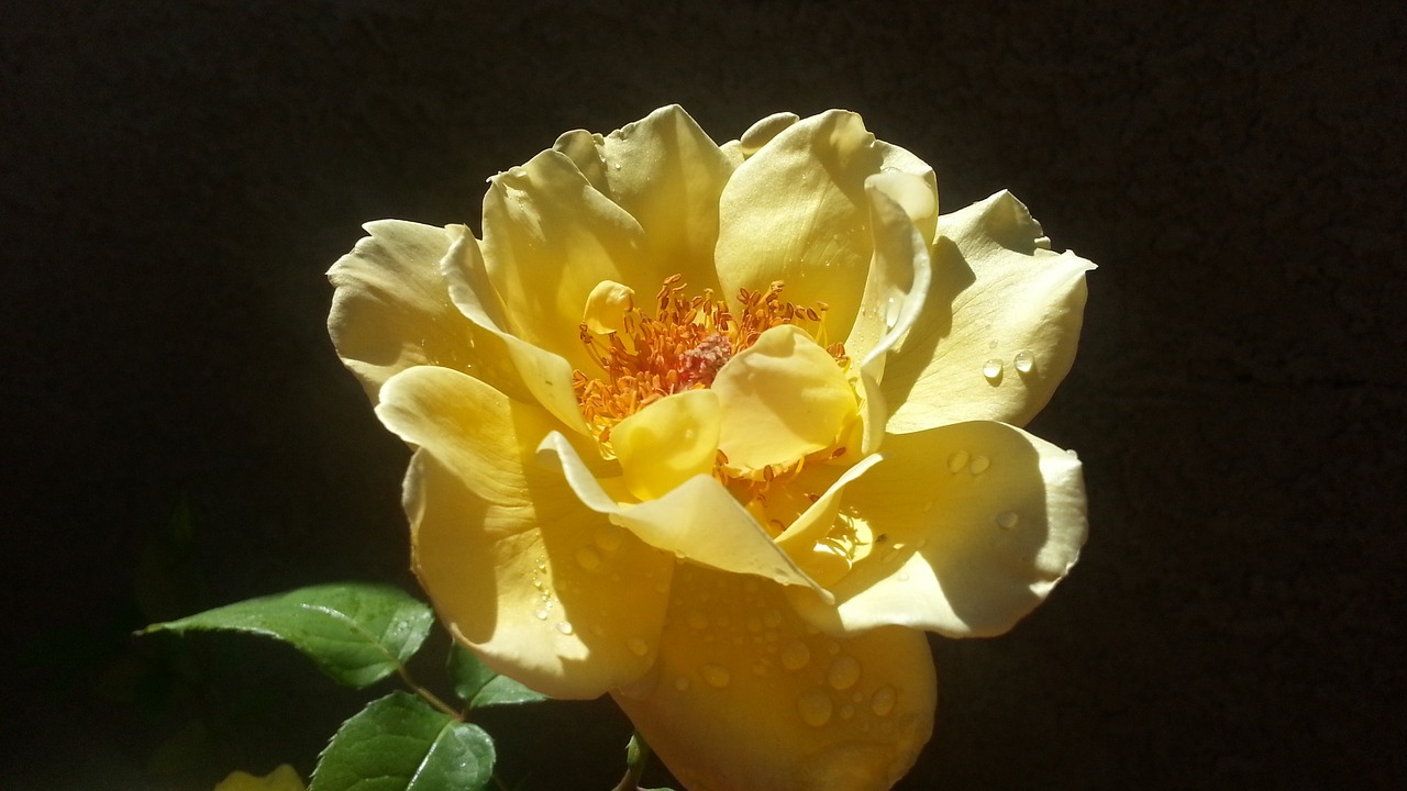 rose yellow petals free photo