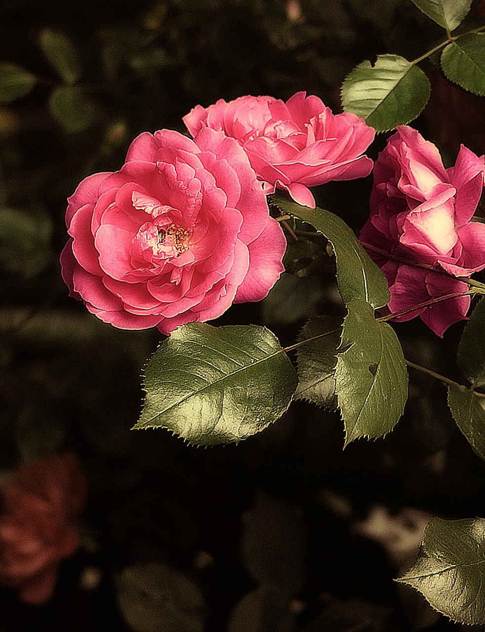 rose flower a flower garden free photo