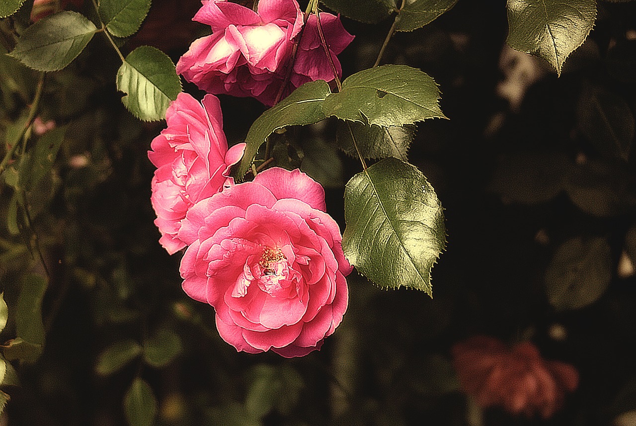 rose flower a flower garden free photo