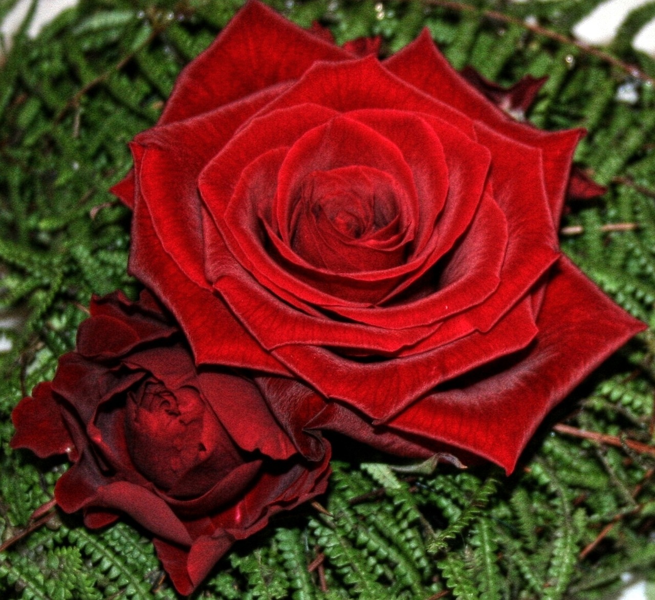 rose red plant free photo