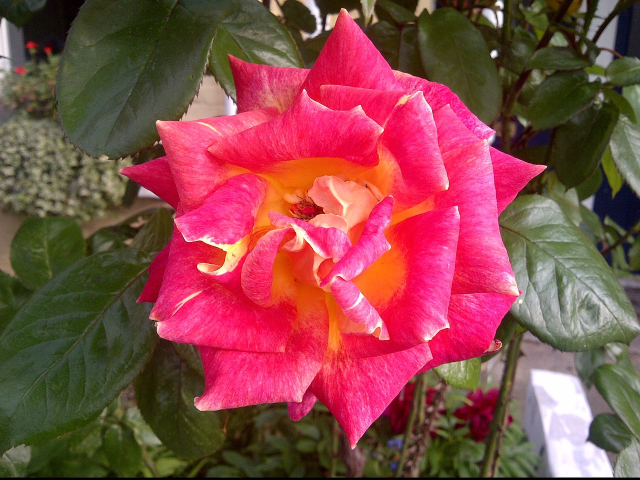 rose flower nature free photo