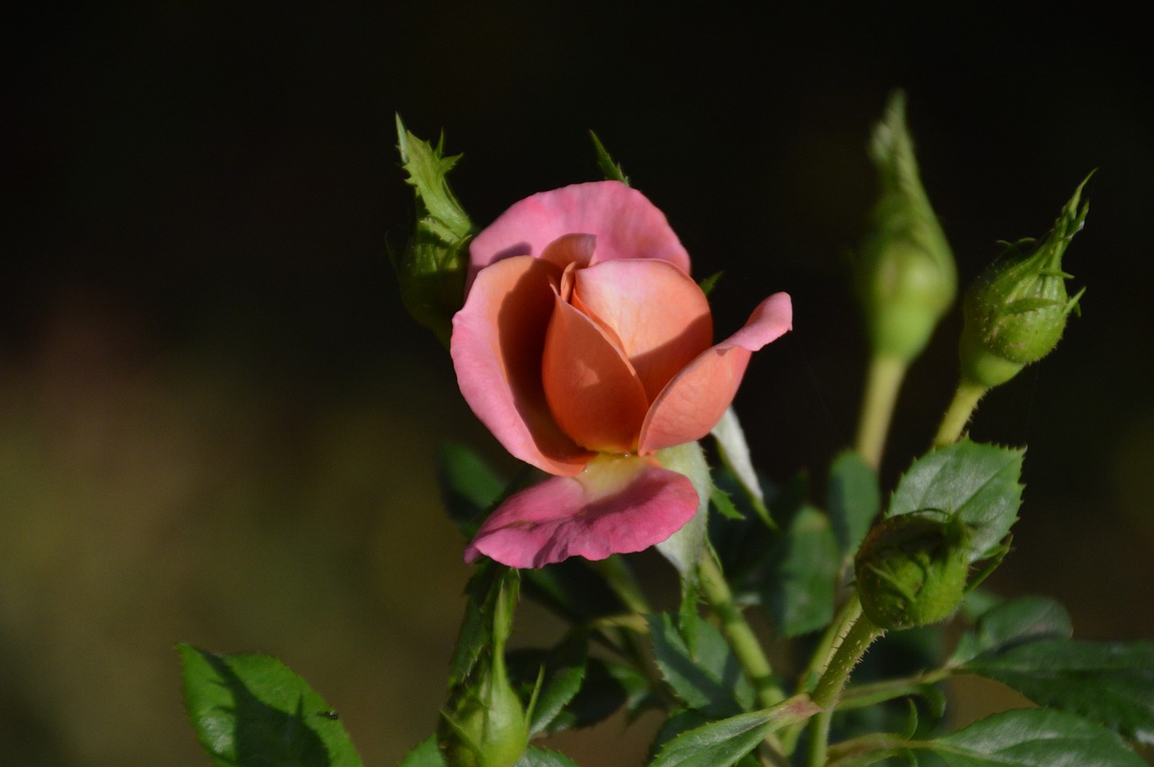 rose flowers orange free photo