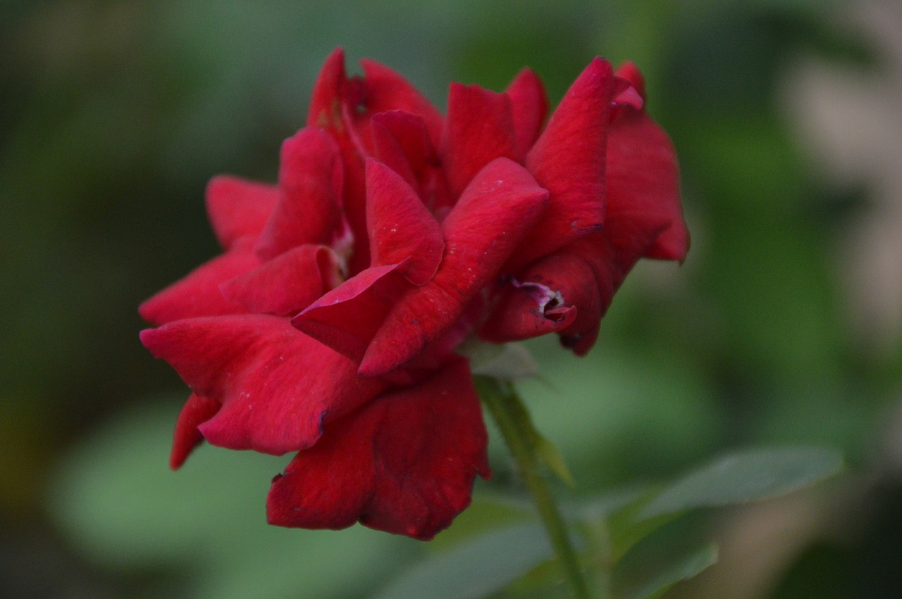 rose red flowers free photo