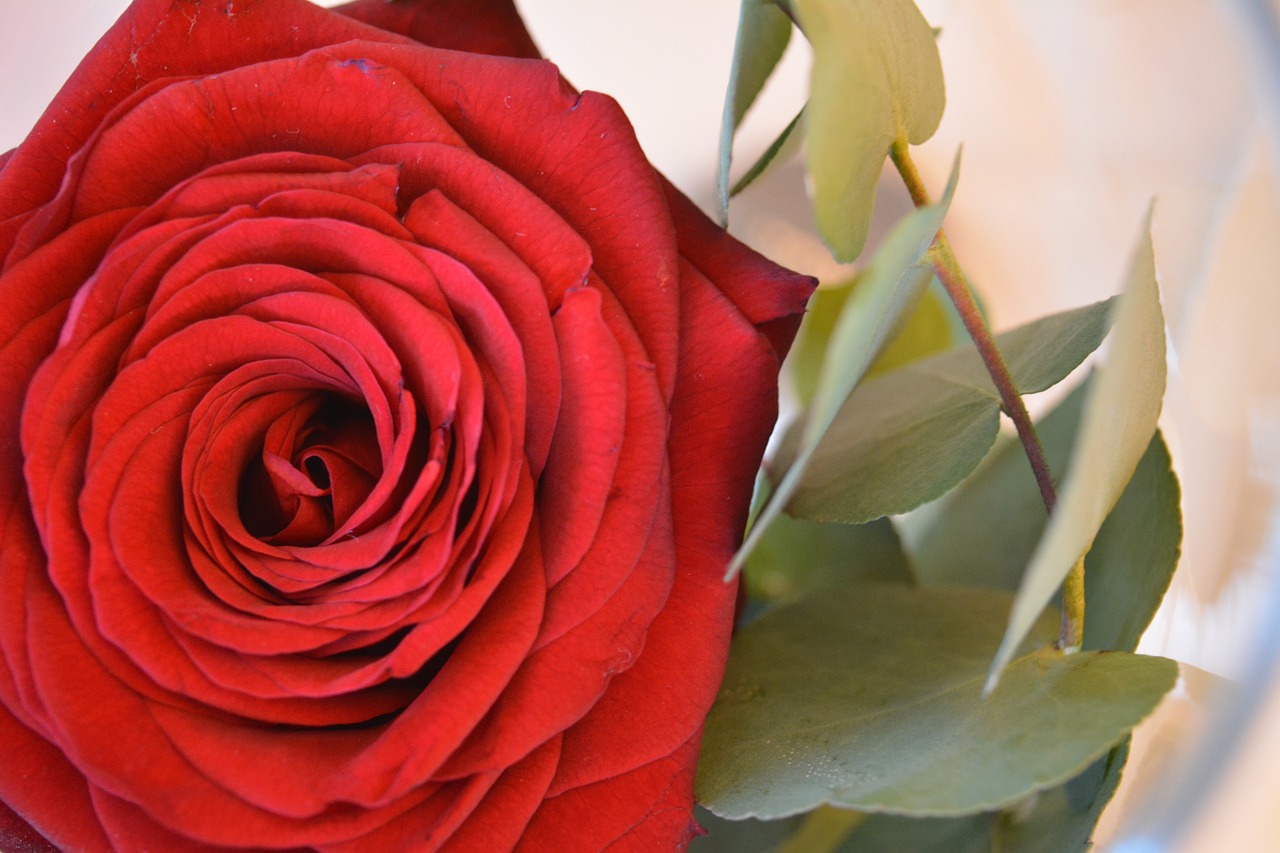 rose flower red free photo