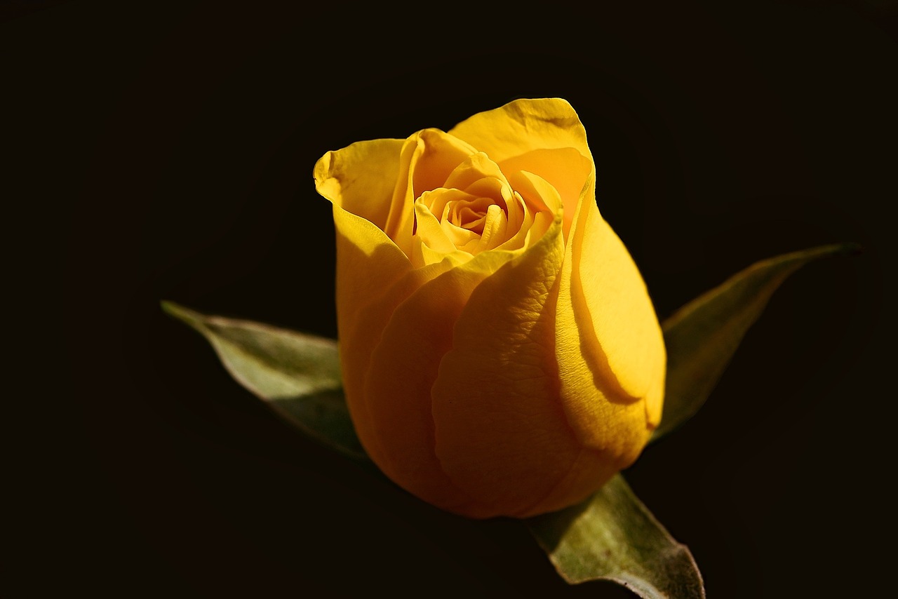 rose yellow yellow flower free photo