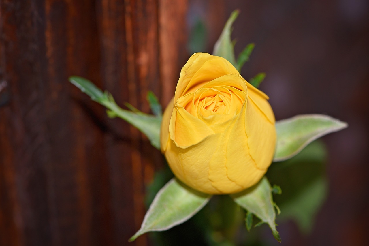 rose yellow rose flower free photo