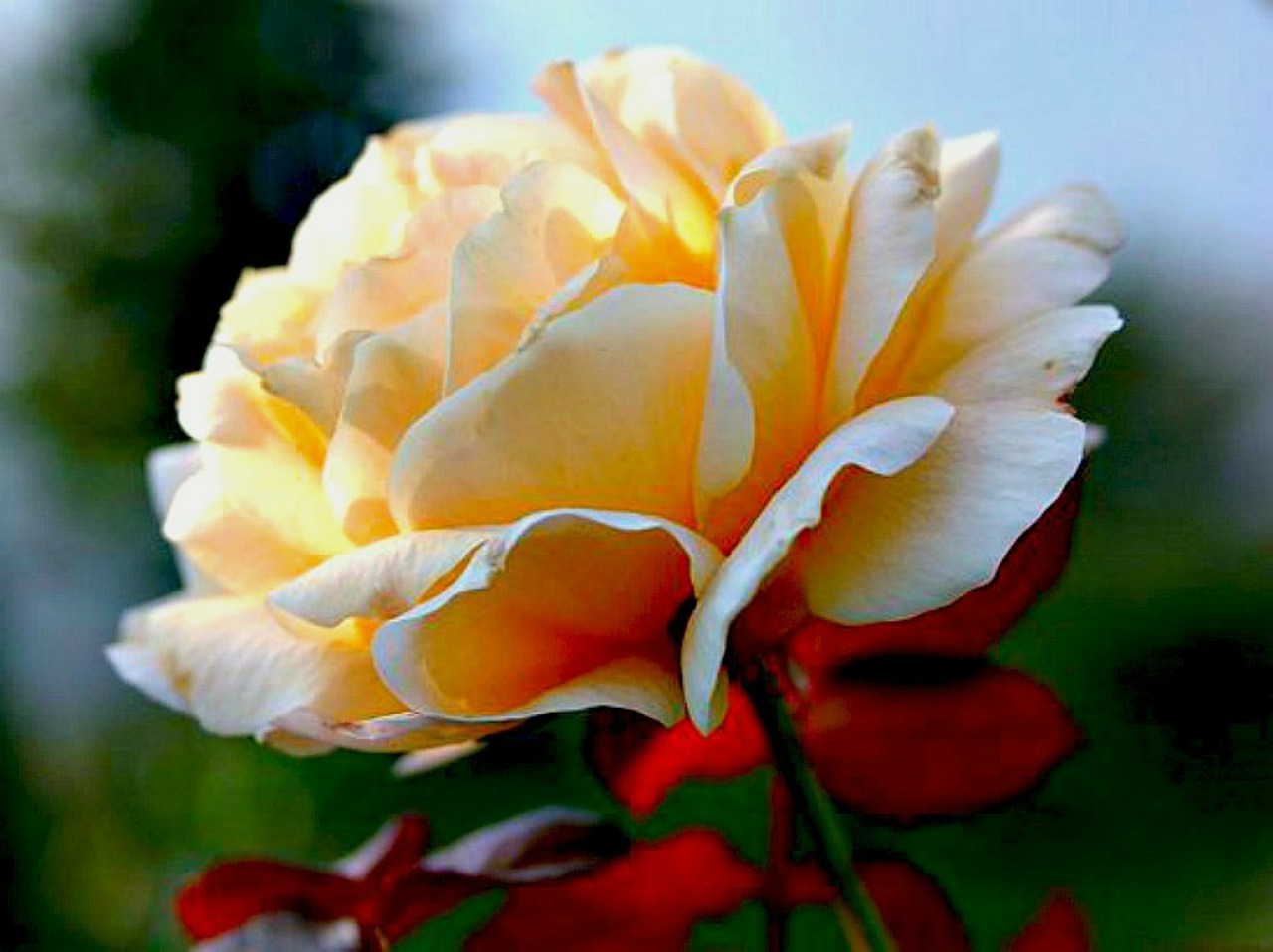 rose rosaceae flower free photo