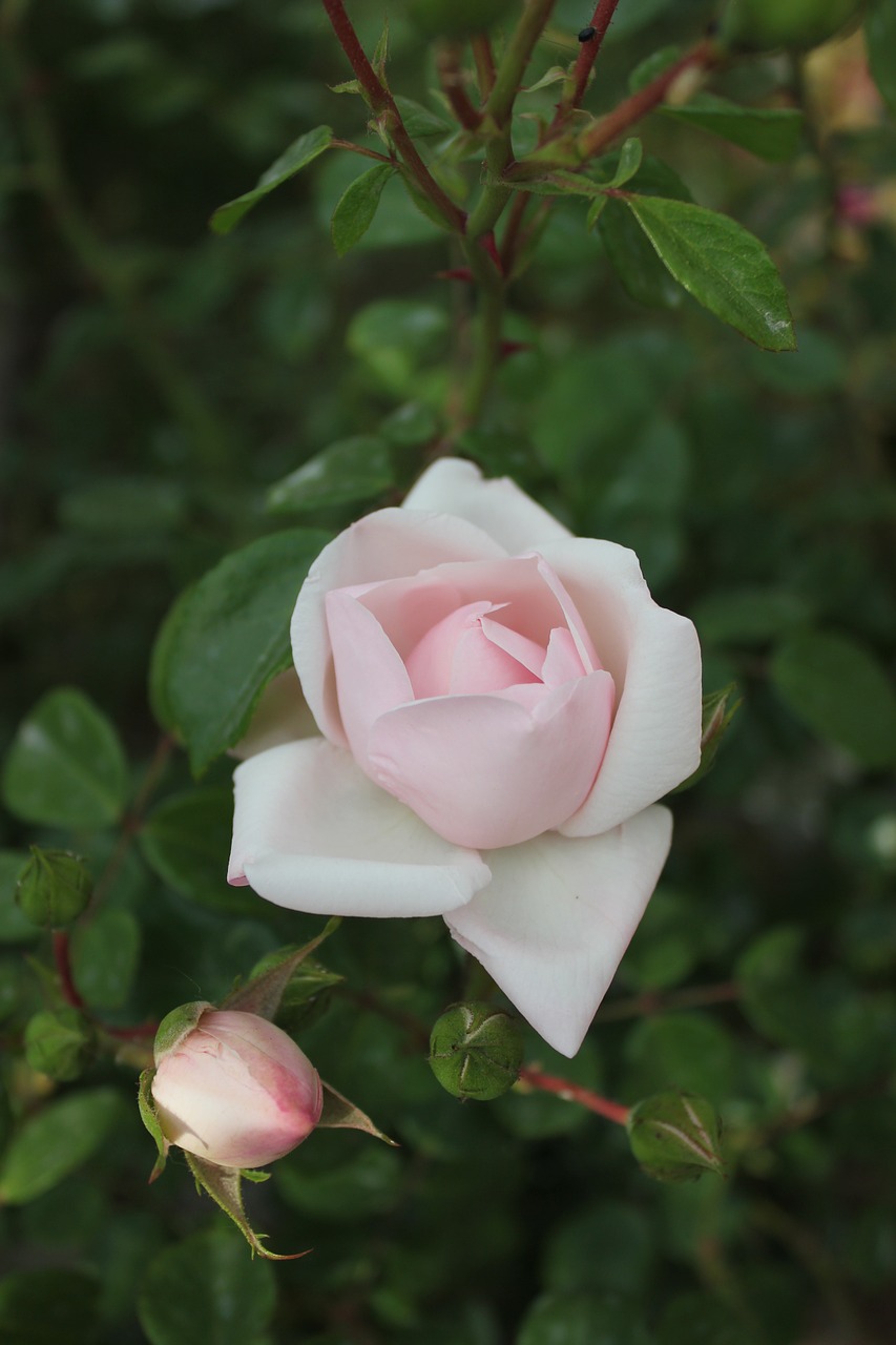 rose plant flowers free photo