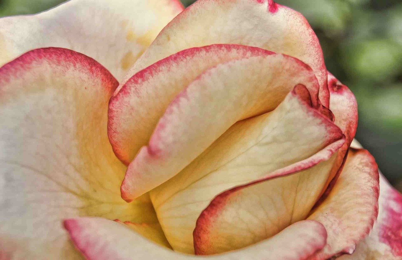 rose bloom pink free photo