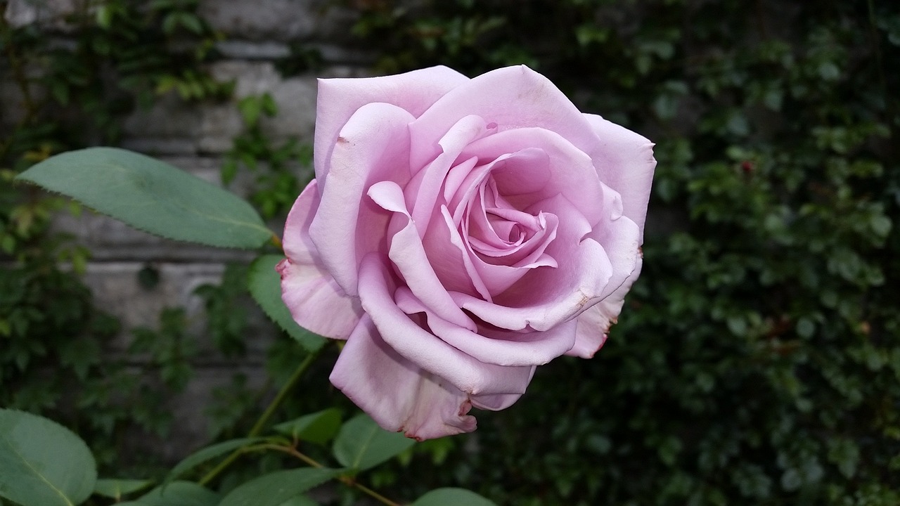 rose nature violet free photo