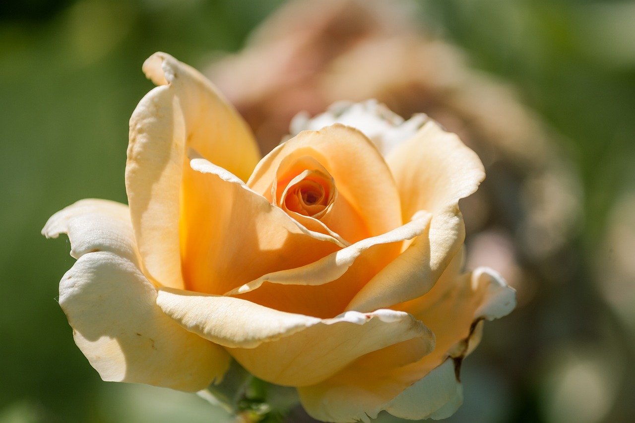 rose flower yellow free photo